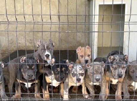 1 americanbullyv0426.jpg